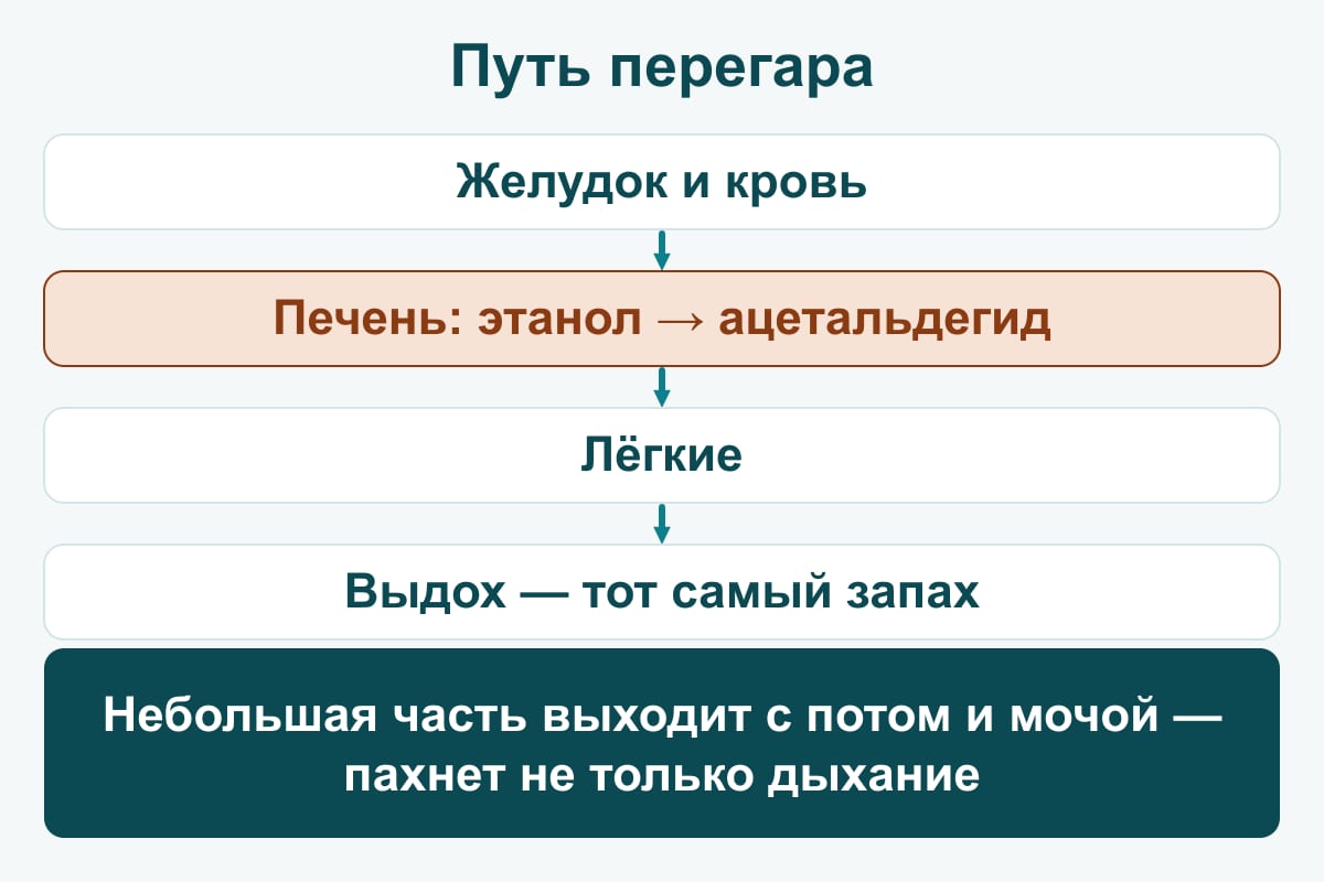 Схема: путь перегара — желудок и кровь, печень (этанол превращается в ацетальдегид), лёгкие, выдох; часть выходит с потом и мочой